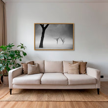 Charger l&#39;image dans la galerie, Acacias dans la brume 2
