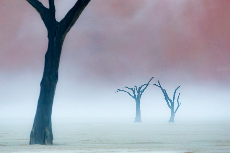 Acacias dans la brume