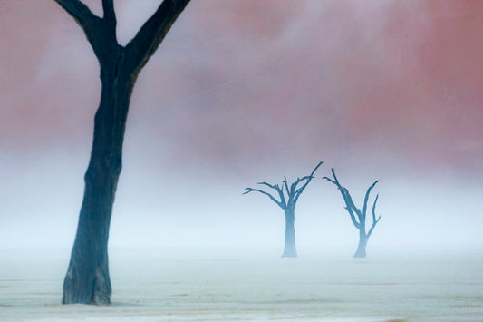 Acacias dans la brume