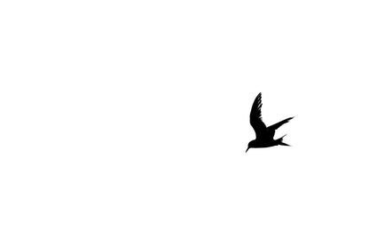 Du blanc et des plumes