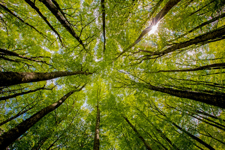 Convergence végétale