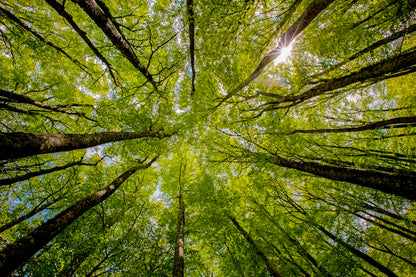 Convergence végétale