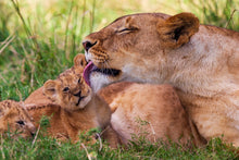 Charger l&#39;image dans la galerie, Toilette royale
