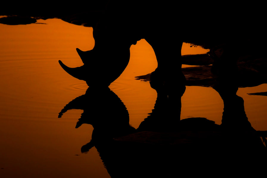Silhouette à cornes