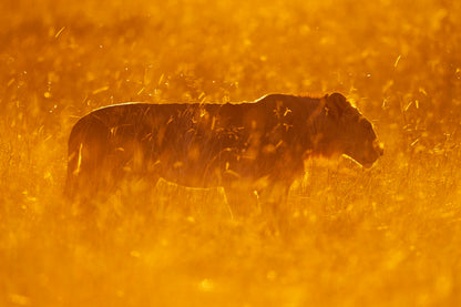Lion d'or
