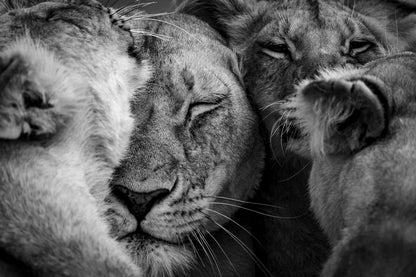 Un tas d'amour 2