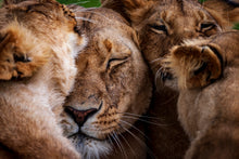 Charger l&#39;image dans la galerie, Un tas d&#39;amour
