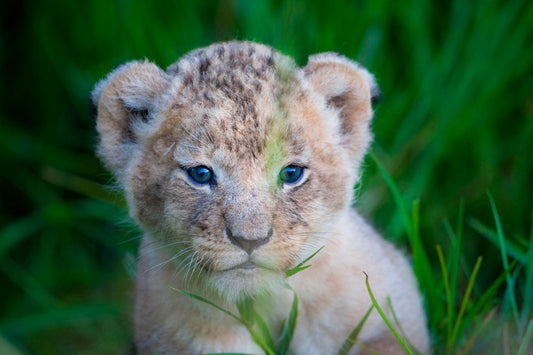 Le plus petit