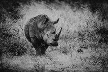 Charger l&#39;image dans la galerie, Force tranquille
