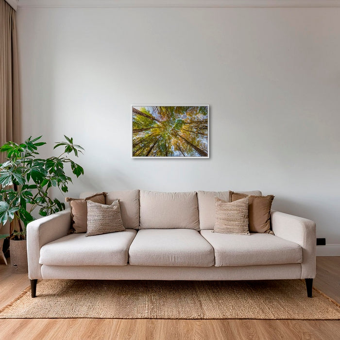 Hêtres en peinture