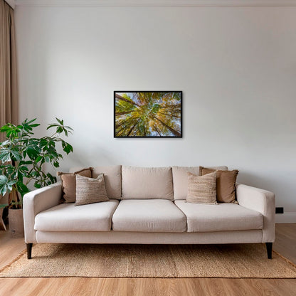 Hêtres en peinture