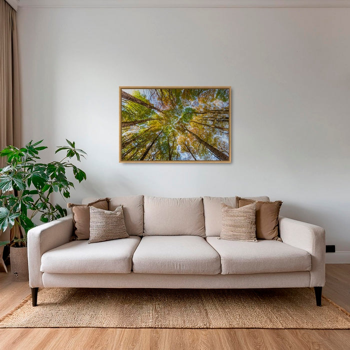 Hêtres en peinture