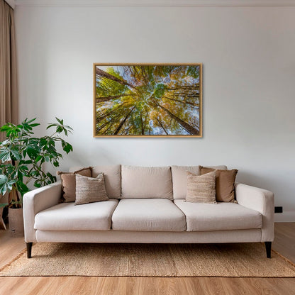 Hêtres en peinture