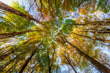 Charger l&#39;image dans la galerie, Hêtres en peinture
