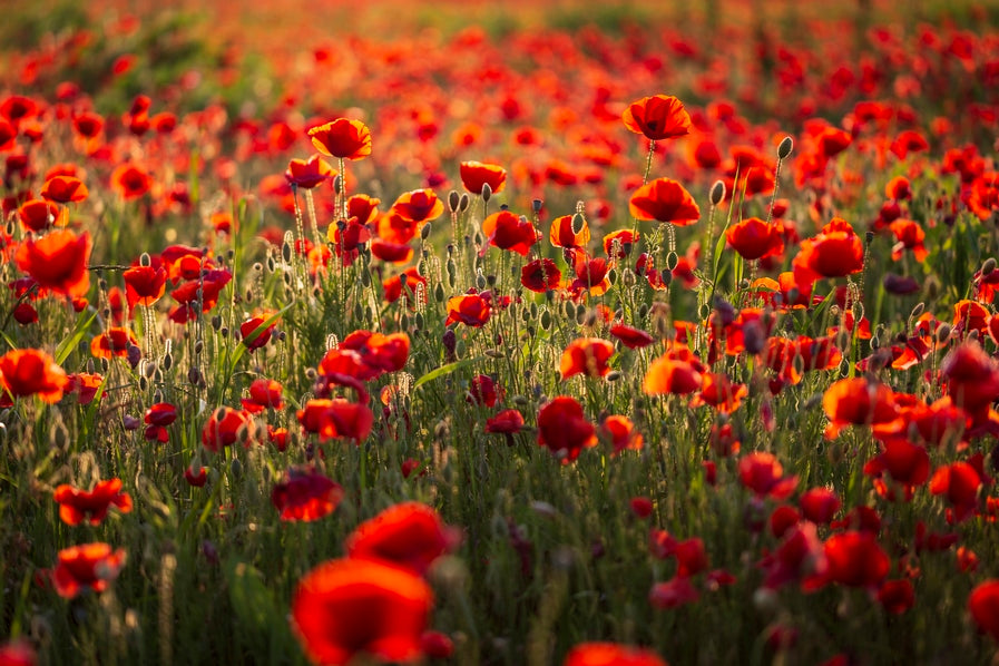 Rouge coquelicots