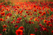 Charger l&#39;image dans la galerie, Rouge coquelicots
