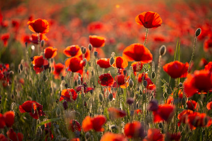 Rouge coquelicots 2