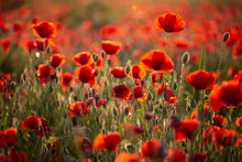 Charger l&#39;image dans la galerie, Rouge coquelicots 2
