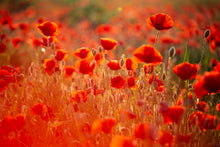 Charger l&#39;image dans la galerie, Rouge coquelicots 3
