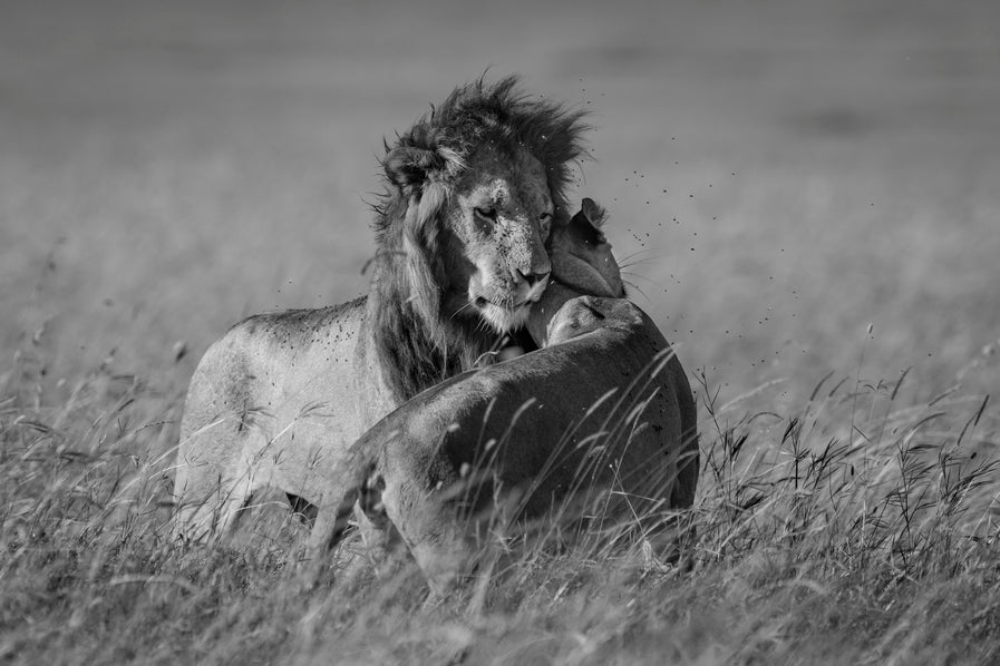 Calin royal