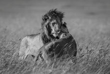 Charger l&#39;image dans la galerie, Calin royal
