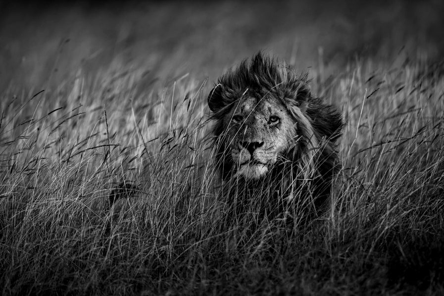 Savane royale