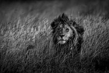 Charger l&#39;image dans la galerie, Savane royale
