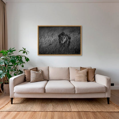 Savane royale