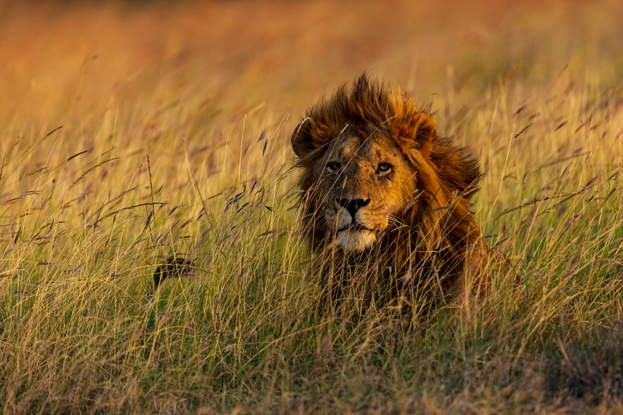 Savane royale 2