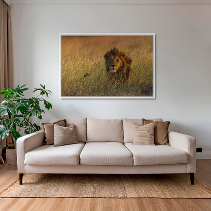 Savane royale 2