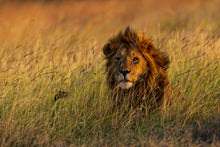 Charger l&#39;image dans la galerie, Savane royale 2
