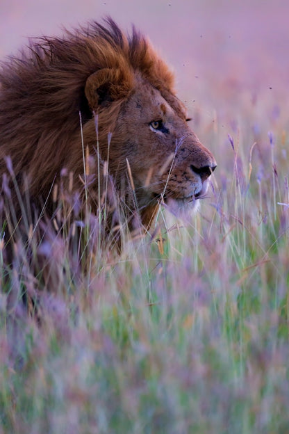 Lion pastel