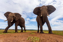 Charger l&#39;image dans la galerie, Dans la boîte
