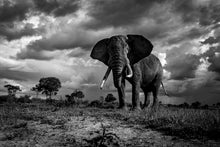 Charger l&#39;image dans la galerie, Goliath
