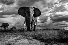 Charger l&#39;image dans la galerie, D&#39;ébène et d&#39;ivoire
