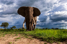 Charger l&#39;image dans la galerie, D&#39;ébène et d&#39;ivoire 2
