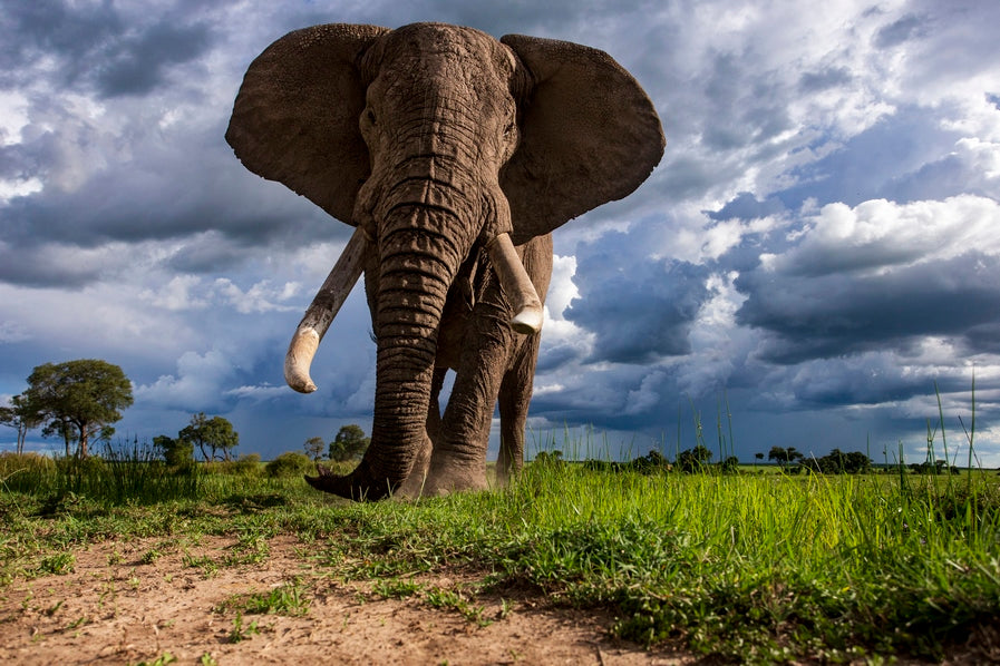 La charge de l'éléphant