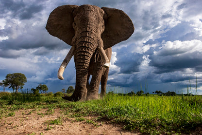La charge de l'éléphant