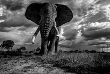 Charger l&#39;image dans la galerie, La charge
