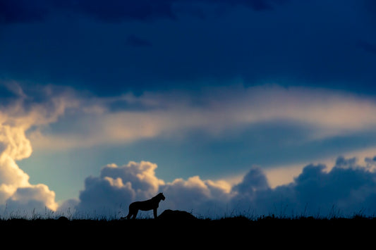 silhouette d'une reine