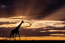 Charger l&#39;image dans la galerie, Lumière sur un géant

