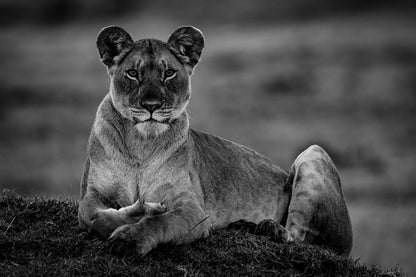 La reine de la savane