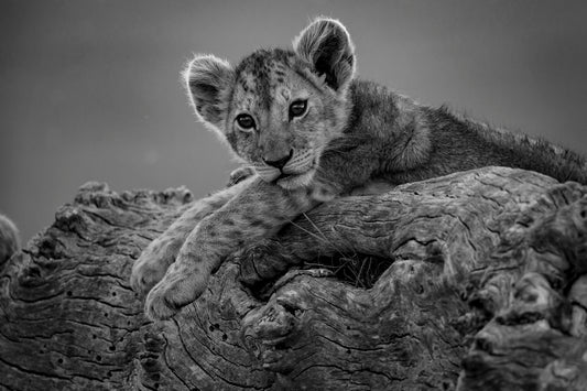 Tranquille sur mon arbre 2
