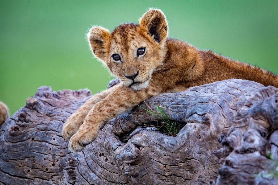 Tranquille sur mon arbre