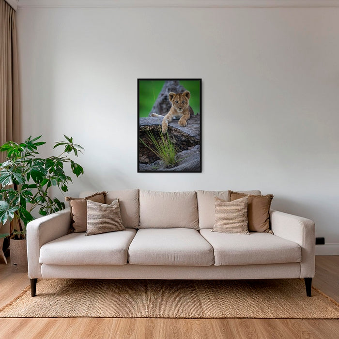 Tranquille sur ma souche