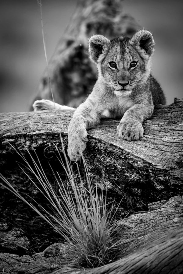 Tranquille sur ma souche 2