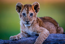 Charger l&#39;image dans la galerie, Féline innocence
