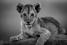 Charger l&#39;image dans la galerie, Féline innocence 2
