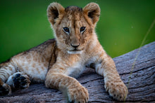 Charger l&#39;image dans la galerie, Roi en devenir
