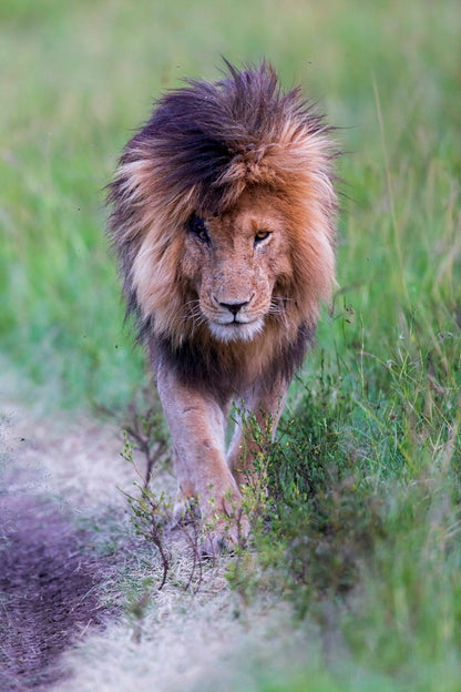 Le Roi en couleurs